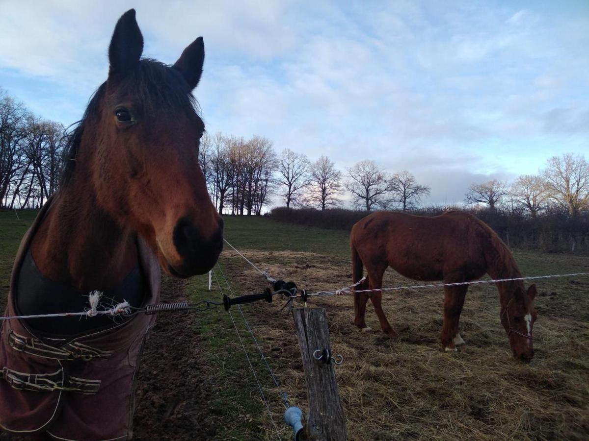 Bergerie Restauree Avec Cheminee, Jardin Clos, Animaux Acceptes - Fr-1-489-13 Sauvagny Eksteriør bilde